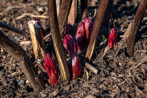 15 Perennials to Cut Back in Fall for AMAZING Spring Blooms - Garden Lovers Club Peony Care, Rose Fertilizer, Garden Problems, Planting Peonies, Growing Peonies, Plant Diseases, Garden Bulbs, Peonies Garden, Garden Nursery