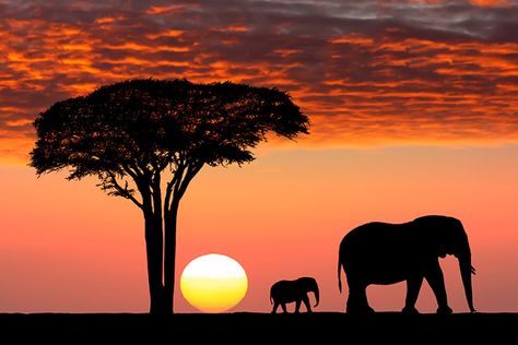 Going on an African Safari From a Cruise (Photo: Protasov AN/ Shutterstock) African Sunset, Tanzania Africa, Africa Safari, African Elephant, African Safari, Africa Travel, Pics Art, Beautiful Sunset, Tanzania