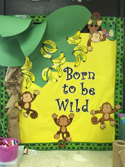 Jungle Theme birthday board.  "Born to be Wild" with students birthdays written on bananas. The trunk was made with brown paper towels. Jungle Bulletin Boards Preschool, Jungle Birthday Board Classroom, Banana Bulletin Board Ideas, Jungle Theme Bulletin Boards, Animal Birthday Board Classroom, Jungle Theme Birthday Bulletin Board, Welcome To The Jungle Bulletin Board, Daycare Birthday Boards, Jungle Theme Birthday Wall For Classroom