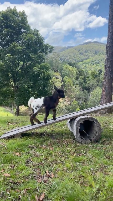 Animals on Instagram: “The little tumble at the end is the cutest 🥺🐐 Here we have Bird the goat, making new friends & learning how to use the see-saw 🐐🐥 Video by:…” See Saw, Baby Goat, Making New Friends, Baby Goats, The Goat, Make New Friends, Cute Gif, Tumbling, New Friends