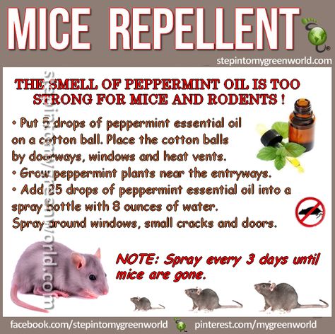 Diy Mice Repellent, Peppermint Plants, Rodent Repellent, Mice Repellent, Getting Rid Of Mice, Young Living Oils, Doterra Oils, Peppermint Oil, Oil Uses