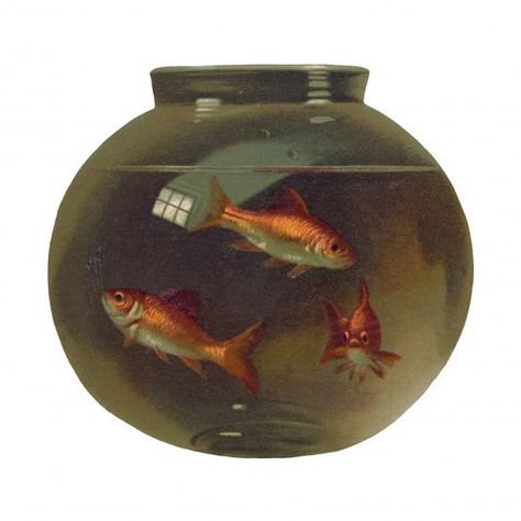 This image has been isolated from one of the vintage public domain still life paintings available from the library of congress. Mason Jar Clip Art, Goldfish Bowl, Vintage Clip Art, Fish Tales, Victorian Scrap, Free Hand Drawing, Valentines Printables Free, One Fish, Bird Theme