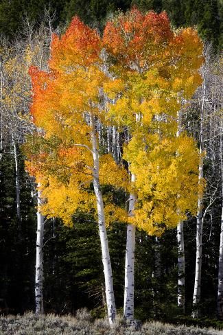 Size: 24x16in Aspen trees in above Fish Lake. Fishlake National Forest, Utah, USAWe have more Scott T. Smith Posters. Choose from our catalog of over 500,000 posters! Aspen Trees Photography, Branch Drawing, Aspen Art, Abstract Trees, Aspen Tree, Forest Tattoos, Landscape Plants, Bike Pic, Robert Frost