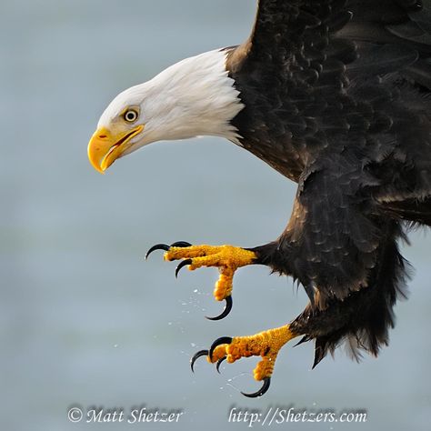 eagle talons | Bald Eagle close up with talons Bald Eagle Photography, Bald Eagle Pictures, Bald Eagle Photo, Juvenile Bald Eagle, Eagle In Flight, Hummingbird Pictures, Eagle Pictures, Eagle Art, American Bald Eagle