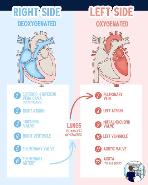 We can break down the blood flow through the heart in 12 easy steps:

🆁🅸🅶🅷🆃 🆂🅸🅳🅴
1. Superior & Inferior Vena Cava
2. Right Atrium
3. Tricuspid Valve
4. Right Ventricle
5. Pulmonary (Pulmonic) Valve
6. Pulmonary Artery/Trunk

🅻🅴🅵🆃 🆂🅸🅳🅴
7. Pulmonary Veins
8. Left Atrium
9. Mitral/Bicuspid Valve
10. Left Ventricle
11. Aortic Valve
6. Aorta Heart Veins And Arteries, Cardiovascular Project Ideas, Flow Of Blood Through The Heart, Cardiopulmonary Physical Therapy, Heart Blood Flow Diagram, Heart Valves Anatomy, Flow Of The Heart, Anatomy Of Heart, Heart Veins