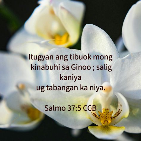 #bisayaquotes #cebb #ccb #cebuano #bisayaverses Bisaya Quotes, English Lesson Plans, Bible Text, Bible Quotes Wallpaper, New Bible, Gospel Message, Christian Quotes Prayer, Memory Verse, The Word Of God