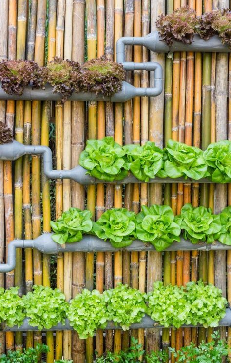 DIY Projects - How to Build a DIY Steel Frame Vertical Garden Planter via Pioneer Settler Vertical Garden Planters, Vertical Garden Indoor, Vertical Garden Design, Vertical Vegetable Garden, Vertical Herb Garden, Vertical Farming, Vertical Garden Diy, Plants Growing, Garden Decor Projects