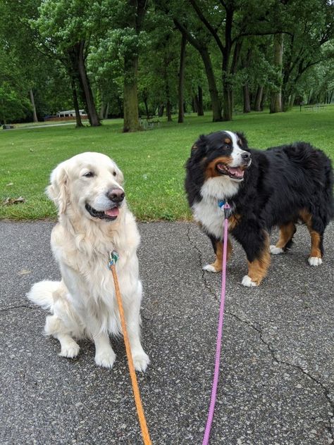 Australian Shepherd And Golden Retriever Together, Bernese And Golden Retriever, Bernese Mountain Dog X German Shepherd, Bernese Golden Retriever, Bernese Mountain Dog And Golden Retriever, Golden Bernese Mountain Dog, Golden Retriever And Bernese, Golden Retriever And Bernese Mountain Dog, Bernese Mountain Dog Service Dog