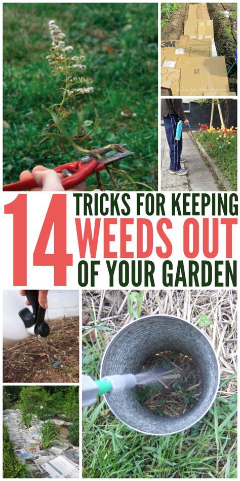 14 Tricks for Keeping Weeds Out of Your Garden Garden Weedkiller, How To Get Rid Of Weeds, Keeping Weeds Out Of Garden, How To Get Rid Of Weeds In Garden, Keep Weeds Out Of Garden, Slugs In Garden, Garden Weeds, Garden Pest Control, Garden Vines