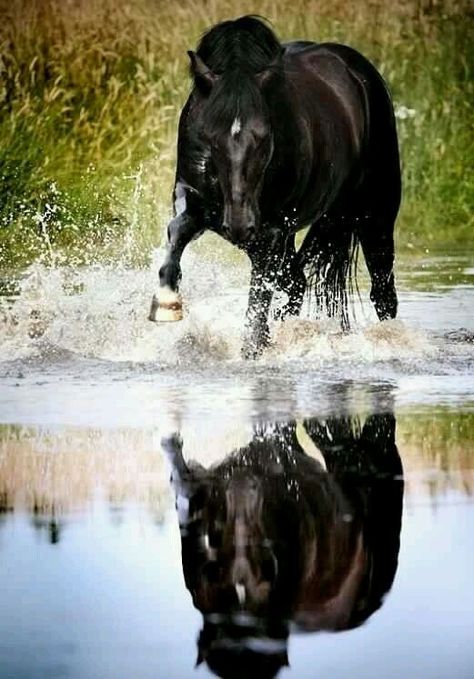 Black Stallion, Black Horses, Majestic Horse, All About Horses, All The Pretty Horses, Horse Crazy, Equine Photography, Pretty Horses, Quarter Horse