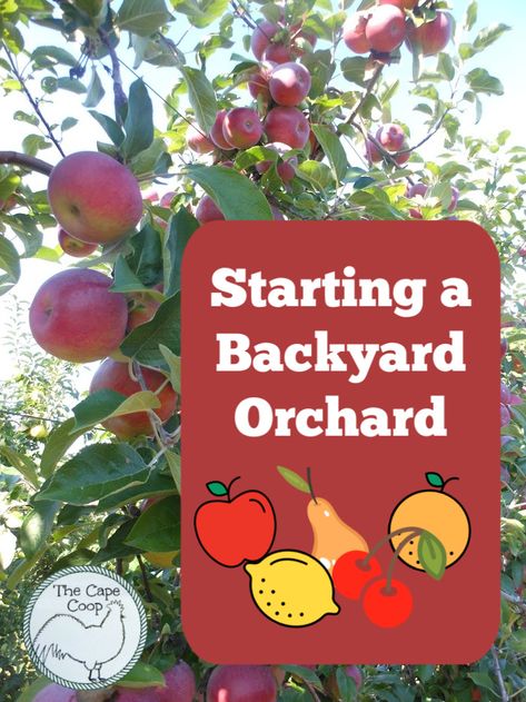 Starting a Backyard Orchard - The Cape Coop Suburban Permaculture, Backyard Orchard, Homestead Blog, Natural Gardening, Homestead Gardening, Fruit Bushes, Modern Homestead, Nut Trees, Acre Homestead