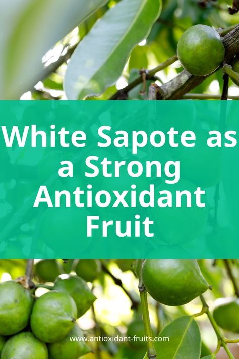 white sapote antioxidant fruit Sapote Recipes, Antioxidant Fruits, White Sapote, Recipes Fruit, Fruit Benefits, Harvest Recipes, Nutritional Value, Exotic Fruit, Citrus Fruit