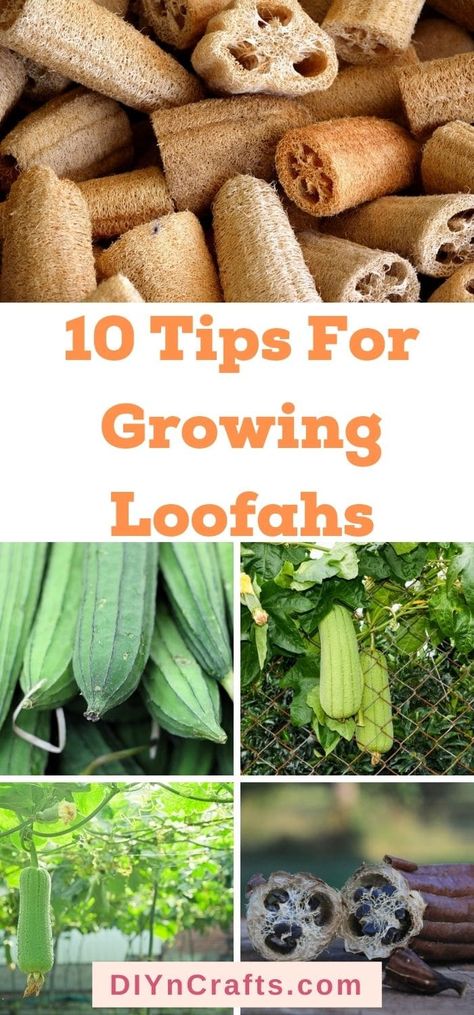 Useful Plants To Grow, Loofah Trellis Ideas, Lufa Plant, Growing Loofahs, Diy Oya For Garden, Loofah Garden, Loofa Plant, Growing Gourds, Growing Luffas