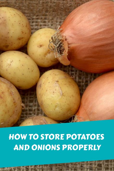 Potatoes and onions are two of the most commonly used ingredients. While we use them almost daily, there’s a lot about these vegetables that we might not know. For instance, do you know how long potatoes and onions can last and whether or you can store them in the same container? Potato And Onion Storage Ideas Pantry, Onion Garlic Potato Storage Ideas, How To Store Potatoes And Onions In Pantry, Storing Potatoes And Onions In Pantry, Storing Onions And Potatoes In Kitchen, How To Store Potatoes In Pantry, Storage Ideas For Potatoes And Onions, Best Way To Store Potatoes And Onions, Diy Potato And Onion Storage