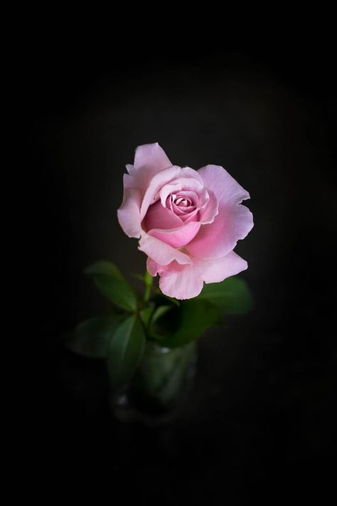 Rose Flower Aesthetic, Light Pink Rose, Pink Rose Flower, Rose Flower, Black Background, Pink Rose, Light Pink, Tumblr, Green