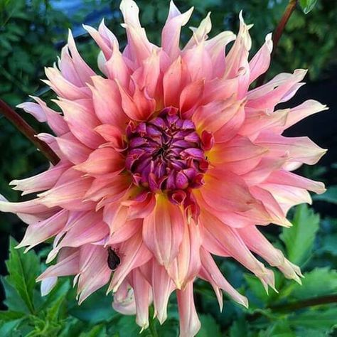 Sierra Glow Dahlia, Dahlia Tubers, Mail Carrier, Mashed Potato, How To Grow Taller, Skyfall, Table Centerpieces, Dahlia, Bridal Bouquet