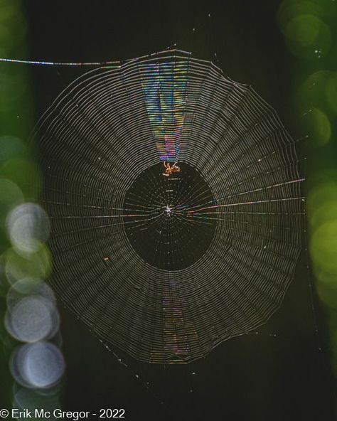 SPINY ORB WEAVER WEB - Composition Thursday #PhotoOfTheDay #Spiderweb #SpinyBackedOrbWeaver #TinyNature #SpinyOrbWeaver #spider #OrbWeaver #arachnid #spiders #insect #arachnids #CreepyCrawler #insects #IntoTheTrees #forest #IntoTheWoods #WalkInTheWoods #woods #habitat #wildlife #nature #NYwildlife #hiking #TallmanMountain #TallmanMountainStatePark #NewYork #WildlifePhotography #NaturePhotography #InsectPhotography #Photography #ErikMcGregor © Erik McGregor - erikrivas@hotmail.com - 917-225-8963 Spiny Orb Weaver, Orb Weaver, Insect Photography, Spider Art, Arachnids, Walk In The Woods, Wildlife Nature, Spiders, Spider Web