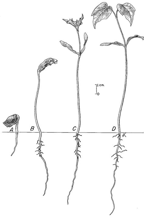 working through anything the less than ideal is growing Sprout Tattoo, Plants Indoor Design, Flower Life Cycle, Cycle Drawing, Tree Poem, Plants Illustration, Bean Sprout, Trendy Plants, Plant Seedlings