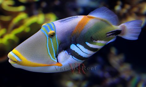 Island Aquarium, Saltwater Aquarium Fish, Saltwater Fish Tanks, Fauna Marina, Salt Water Fishing, Salt Water Fish, Cool Fish, Beautiful Sea Creatures, Marine Aquarium