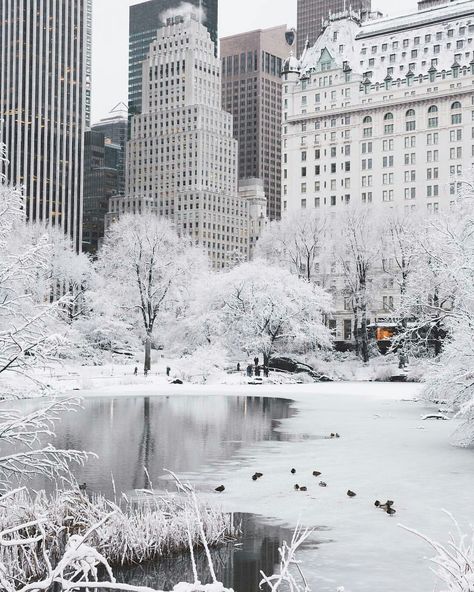 Winter in Central Park, New York New York Noel, Winter In New York, Whats Wallpaper, New York Winter, Nyc Christmas, New York Photography, New York Central, New York Photos, Winter Scenery