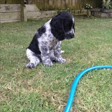 Blue Roan English Cocker Spaniel, Cocker Spaniel Blue Roan, Roan Cocker Spaniel, Blue Roan Cocker Spaniel, Beautiful Puppies, Springer Spaniels, Cocker Spaniel Puppies, Blue Roan, Just Eat