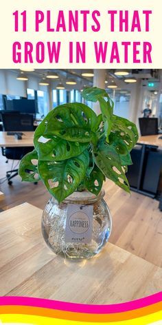 Water Plants Indoor Houseplant, Hydroponic Plants Indoor Decor, Plants That Root In Water, Growing Plants In Water Houseplant, Indoor Plants In Water Ideas, Jar Plants Indoor, Low Light Low Water Indoor Plants, Rooting Plants In Water Jars, Hydroponics House Plants