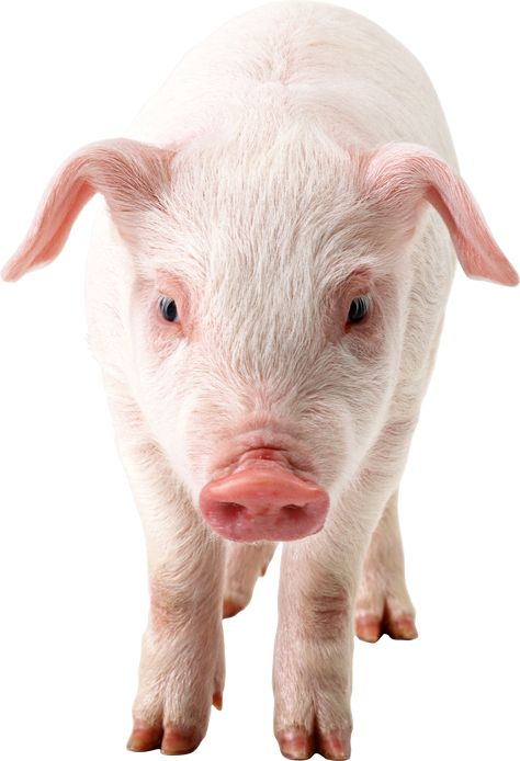 Pig Images, Peppa Pig Wallpaper, Pig Png, Chicken Pictures, Pig Wallpaper, Why Vegan, Cute Piggies, Baby Pigs, Animal Protection