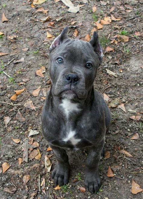 Cane Corso pup ♡                                                                                                                                                     More Chien Cane Corso, Wag The Dog, Cane Corso Puppies, Cane Corso Dog, Corso Dog, Cele Mai Drăguțe Animale, Tibetan Mastiff, Pitbull Puppy, English Mastiff