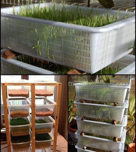 Fodder For Goats, Growing Fodder For Rabbits, Diy Chicken Fodder, Chicken Fodder Diy How To Grow, Growing Chicken Fodder, Farm Must Haves, Chicken Fodder System Diy, Growing Fodder For Chickens, Mini Farm Ideas