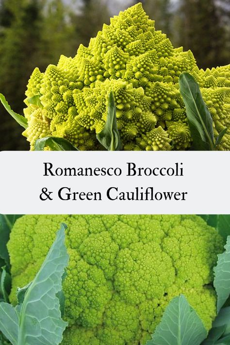 Green Cauliflower, Cauliflower Brain, Romanesco Broccoli Recipe, Cauliflower Companion Plants, Colored Cauliflower, Romanesco Broccoli, Romanesco Cauliflower, Orange Cauliflower, Purple Cauliflower