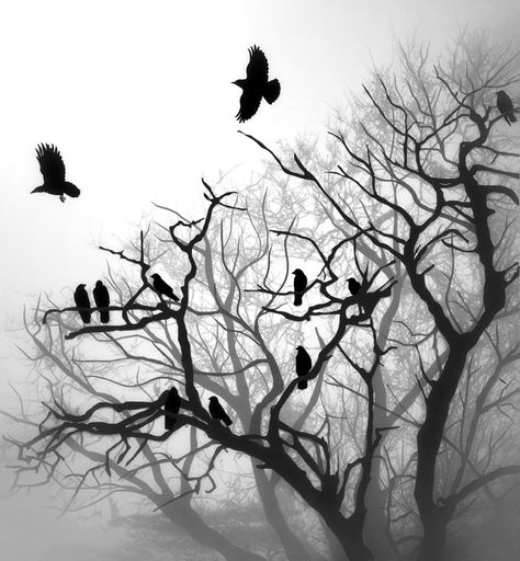 Crow Photography, Moldes Halloween, Crow Tattoo, Raven Tattoo, Crow Art, Raven Art, Crows Ravens, Bird Tree, Tree Silhouette