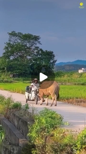 Vegan for the Animals on Instagram: "Love is a universal language. 💚⁠ ⁠ This video shows us that all animals have emotions. Not just humans, dogs and cats. 👀⁠ ⁠ The animals that we eat, wear or otherwise use - are no different to the animals that we share our homes with - in any way that matters. 🙏⁠ ⁠ Let this video teach you that all animals deserve respect and kindness. 💚⁠ ⁠ 👉 Sign the Pledge to Be Vegan for Life via the link in our bio @vegan.f.t.a 💚 ⁠ 🎥 @kinderworld ⁠ ⁠ #animals #compassion #animallovers #govegan #veganfortheanimals" Unusual Animal Friends, Vegan For The Animals, Unusual Animal Friendships, Clever Animals, Sofa King, Selfless Love, Animal Attack, Amazing Animal Pictures, Animals Amazing