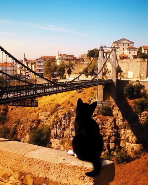 Felini's adventurous spirit led him to the legendary Sidi M’Cid Bridge in Constantine, a breathtaking engineering wonder that stretches over a spellbinding gorge. With the heart of a true thrill-seeker, Felini sauntered right to the brink, his tail flicking with the rhythm of excitement. He struck a pose worthy of a hero, seemingly eyeing a daring leap across the abyss—though he had no plans of squandering his precious nine lives. With a playful sparkle in his eyes, he quipped, "Leaping's for the brave souls—I'll leave the vaulting to the true daredevils!"

 #EpicAdventures #FeliniTheFearless #Bridge #GorgeouslyGorge #MeowtasticMoments  #Constantine #Kitty #Algeria Cute Kitten Gif, Thrill Seeker, The Abyss, Nine Lives, Cat Travel, Kitten Gif, Funny Cat Pictures, A Hero, The Brave