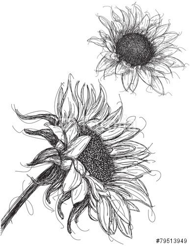 Vector: Sunflowers Sunflower Anatomy, Sunflower Sketches, Drawn Sunflower, Sunflower Drawing, Sunflower Tattoos, American Tattoos, Flower Sketches, Desenho Tattoo, Sunflower Art