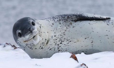 Leopard seal on South Georgia. Credit: John Dickens @ British Antarctic Survey Lion Facts, Leopard Seal, Marine Pollution, Fur Seal, Cute Seals, Apex Predator, Marine Mammals, Sea Lion, Snow Leopard