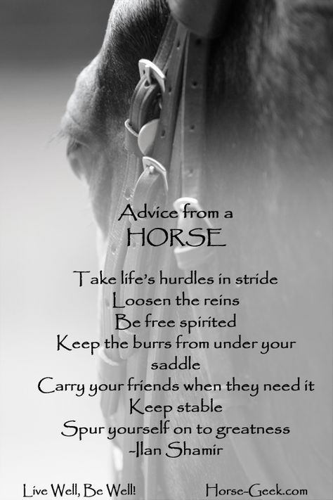 Advice From a Horse Quote About Horses, Advice From A Horse, Equestrian Motivation Quotes, Inspirational Horse Quotes Motivation, Horse Spirit, Inspiring Horse Riding Quotes, Belief Quotes, Horse Riding Quotes, Ugly Dogs