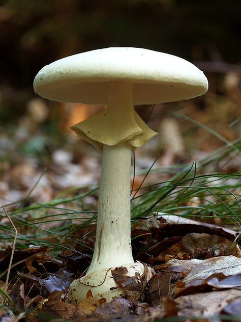 Deathcap Mushroom, Amanita Phalloides, Lichen Moss, White Mushroom, Mushroom Pictures, Plant Fungus, Slime Mould, White Mushrooms, Mushroom Fungi