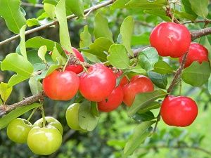 Barbados Cherry, Malpighia punicifolia Tropical Fruit Photography, Barbados Cherry, Plant Bugs, Sour Fruit, Acerola Cherry, Live Tree, White Flies, Beautiful Fruits, Starter Plants