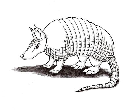 Armadillo Drawing Easy, Armadillo Tattoo, Armadillo Drawing, Cute Armadillo Tattoo, Armadillo Character, Texas Armadillo, Armadillo Sketch, Pink Fairy Armadillo, Armadillo Art