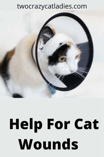 Cats will be cats. Sometimes our cats get into trouble and end up with cuts, scratches or other abrasions. Well, we�ve found a product that not only helps cat wounds heal, it also helps the pain. Cat Wounds, Sick Kitten, Cat Health Remedies, Cat Medicine, Cat Health Problems, Cat Tips, Cat Health Care, Cat Care Tips, Kitten Care