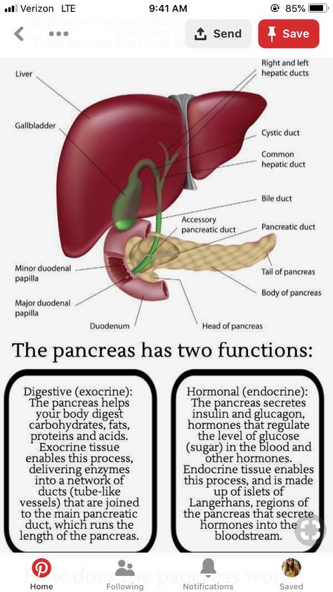 Pancreas Health, Human Skeleton Anatomy, Nursing School Motivation, Basic Anatomy And Physiology, Nurse Study Notes, Bile Duct, Nursing School Survival, Nursing School Tips, Nursing School Notes