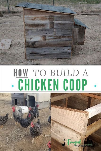 Chicken Coop Out Of Pallets, Easy Diy Chicken Coop Plans, Pallet Coop, Wood Pallet Fence, Easy Diy Chicken Coop, Build A Chicken Coop, Cheap Chicken Coops, Chicken Coop Pallets, Small Chicken Coops