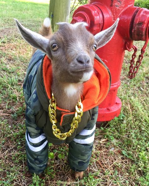 Goat Pfp, Goat Pics, Goat Clothes, Goat Party, Goat Life, Funny Goats, G.o.a.t Wallpaper, Street Animals, Goat Funny