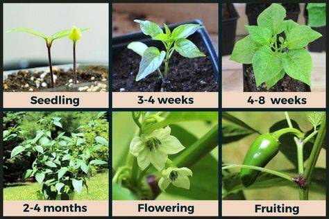 Jalapeno Plant Stages (w/Pictures) - Seedling to Harvest | Pepper Geek Jalapeno Seeds Planting, Jalapeno Plants Growing, Jalapeno Plants In Pots, Jalapeno Garden, Chilli Plant Care, Jalapeño Plant, Pepper Seedlings, Growing Jalapenos, Peppers Growing