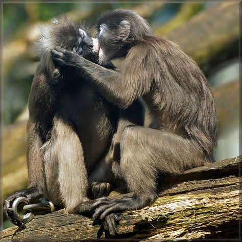 Kissing dusky leaf monkeys | Flickr - Photo Sharing! Baby Chimpanzee, Animals Kissing, Go Ape, Show Respect, Leaf Animals, Monkey Business, Late Afternoon, Baby Monkey, Primates