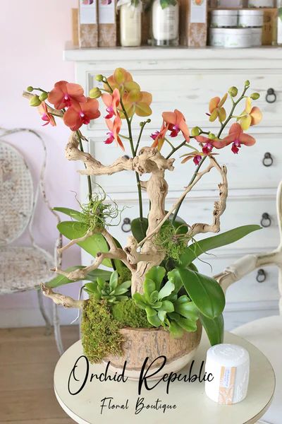 Dendrobium Orchids Arrangement, Orchid Plants Centerpiece, Orchid Collection Display, Large Orchid Arrangement, Oncidium Orchids Arrangement, Green Orchid Arrangement, Silk Orchids Arrangements, Orchid Vase, Fall Floral Centerpieces