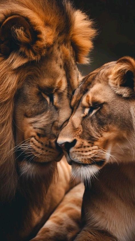 Lion And Lioness Love, Lioness Images, Lion Lioness, Lion Couple, Lion Portrait, Wild Animal Wallpaper, Closeup Portrait, Lion Photography, Wild Lion