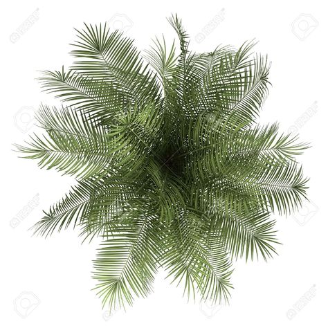 Plants Photoshop, Plant Top View, Tree Plan Photoshop, Tree Plan Png, Landscape Architecture Graphics, Trees Top View, Tree Photoshop, Photoshop Rendering, Landscape Architecture Drawing