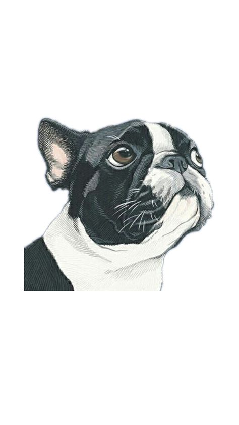 Boston Bull Terrier, Boston Terrier Funny, Boston Terrier Love, Animal Drawing, Fabric Pattern, Animal Drawings, Puppy Love, Fabric Patterns, Boston Terrier