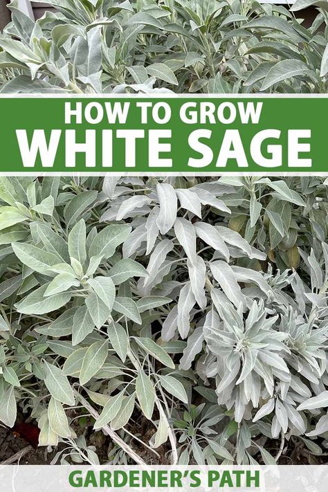 Grow white sage in your garden to attract pollinators and help preserve the threatened plant for future generations. It requires minimal maintenance and can withstand drought, making it perfect for water-efficient landscapes. And the scent makes it a perfect addition to aromatic gardens too! #whitesage #gardenerspath White Sage Benefits, Sage Varieties, Lunar Garden, White Sage Plant, Sage Bush, Raised Garden Beds Diy Vegetables, Growing Sage, Garden Sanctuary, Beds Diy